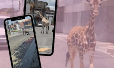 Trend das girafas soltas na praça movimenta São Sebastião do Passé e gera reflexão sobre fake news